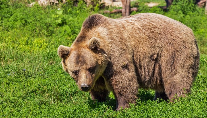 Последното нападение е тази нощ в обор в населеното място