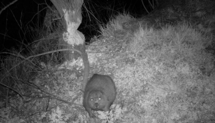 Бобрите са изчезнали от България от около 1850 г.