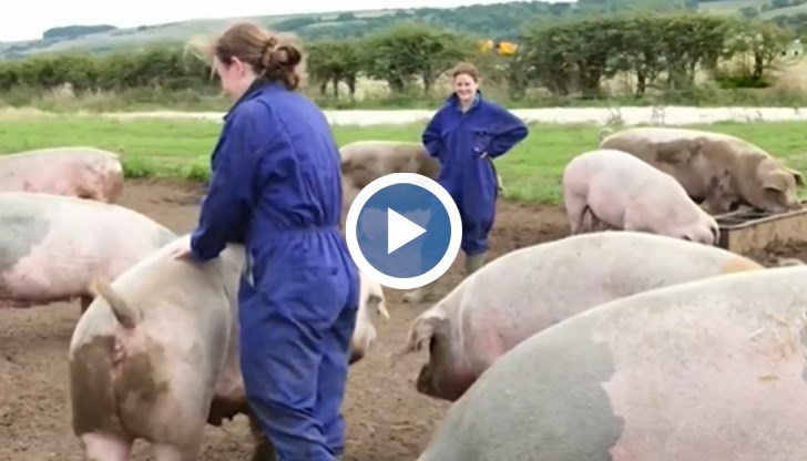 Свинефермите трябва да убият и изхвърлят десетки хиляди прасета заради липсата на работници в кланиците