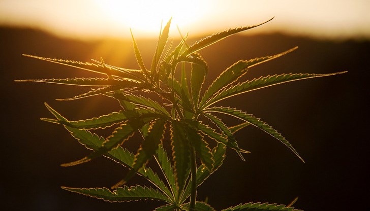 33-годишният мъж с прякор Полицая сам си отглеждал тревата и я пласирал