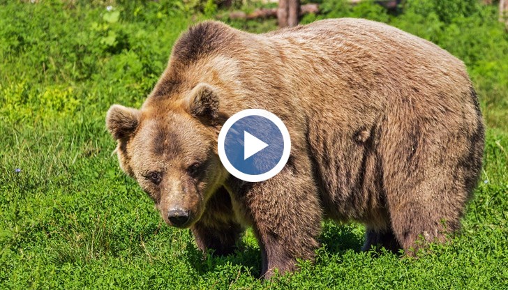 Вероятно животното е търсело храна и е било привлечено от миризмата на вкусно приготвените ястия