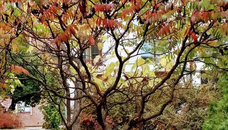 Естествените багри върху листа на дървета и храсти в града засне Румяна Манева и ги сподели в социалните мрежи