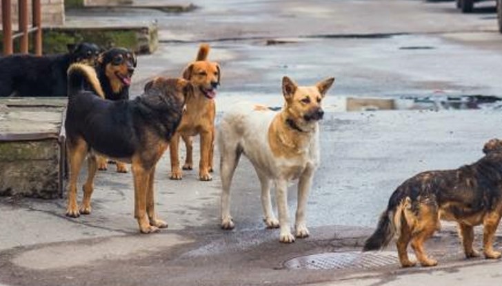 16-годишен е бил нападнат и повален от бездомни кучета 16-годишен е бил нападнат и повален от бездомни кучета