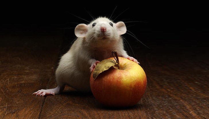 Българинът смята, че мишката е зъл дух, който трябва да бъде умилостивяван, и няколко пъти в годината прави това