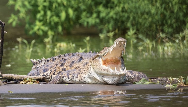 За случая разказа операторът Дейн Хърст, чиято е камерата