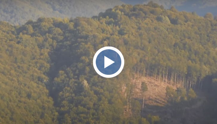 Разследване на Валя Ахчиева разкрива каква схема се е развихрила с незаконната сеч в горите