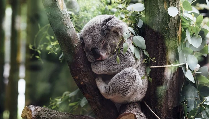 Хламидията в някои райони е засегнала половината животни Хламидията в някои райони е засегнала половината животни