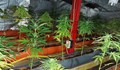 Разкриха наркооранжерия и незaконна ферма за криптовалута в Ломско