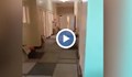 Какво казаха от болницата във Видин във връзка със скандалния клип от КОВИД отделението