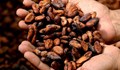 Шепа какаови зърна на ден помагат при анемия