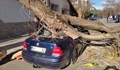 Пориви на вятъра със 100 км/ч събориха дървета в Сливен и Ямбол