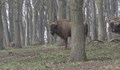 Природозащитна организация заселва зубри в Източните Родопи