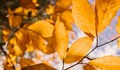 Велико Търново постави рекорда за най-топъл ден през ноември