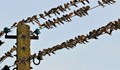 ЕРП Север: Струпването на птици по съоръженията влияе на качеството на тока
