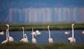 Над 1000 птици розово фламинго забелязаха край Южното Черноморие