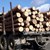 Два случая на незаконна дървесина разкриха полицаите в Русе