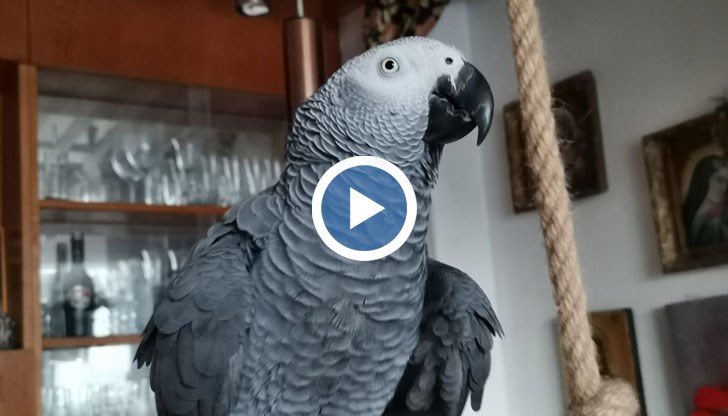 Птицата излетя от дома на стопаните си и те организираха акция по издирването й