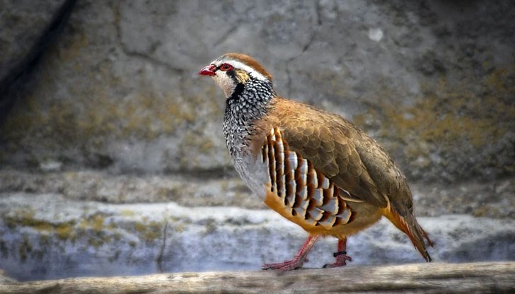 Умъртвяват 500 яребици и кеклици Умъртвяват 500 яребици и кеклици