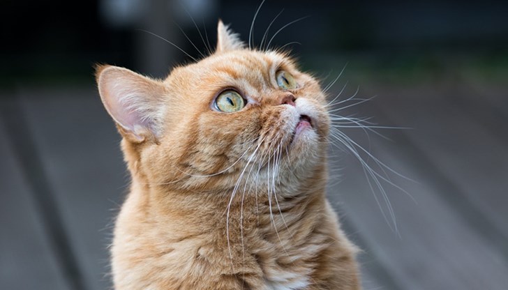 Списък с храните, които вашето коте никога не трябва да докосва