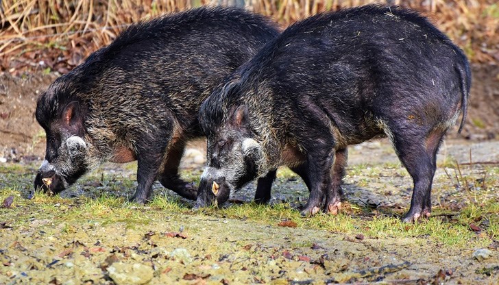 В Румъния отглеждането на диви свине се е превърнало в успешен бизнес