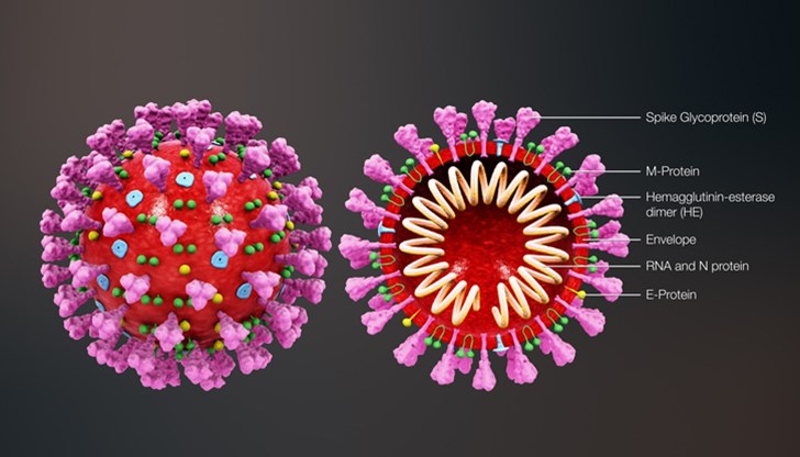 Списание Nature: Шиповият протеин на SARS-CoV-2 вариант A.30 е силно мутирал и избягва индуцираните от ваксината антитела с висока ефективност
