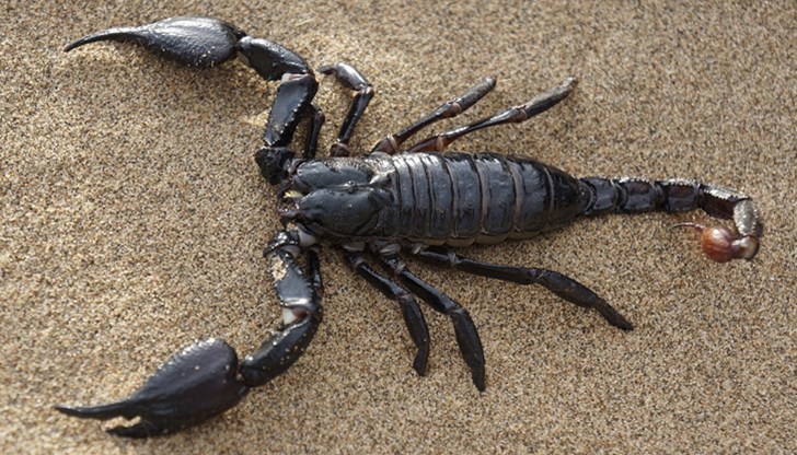 Над 500 души са нахапани от скорпиони Над 500 души са нахапани от скорпиони