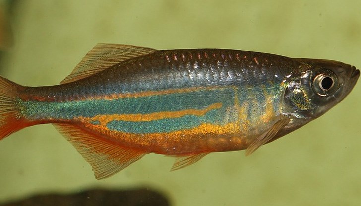 За целите на изследването специалистите са използвали рибки данио (рибки зебра)