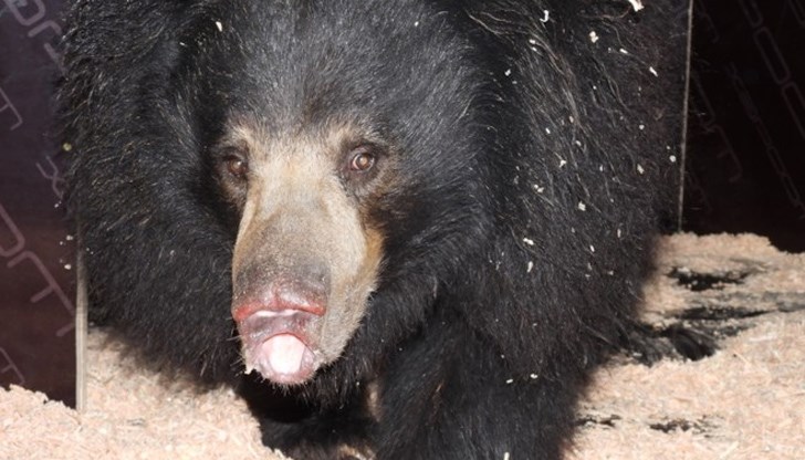 След настаняването ѝ в подготвените за нея помещения Шрея се чувства добре и показа добър апетит, като си хапна грозде