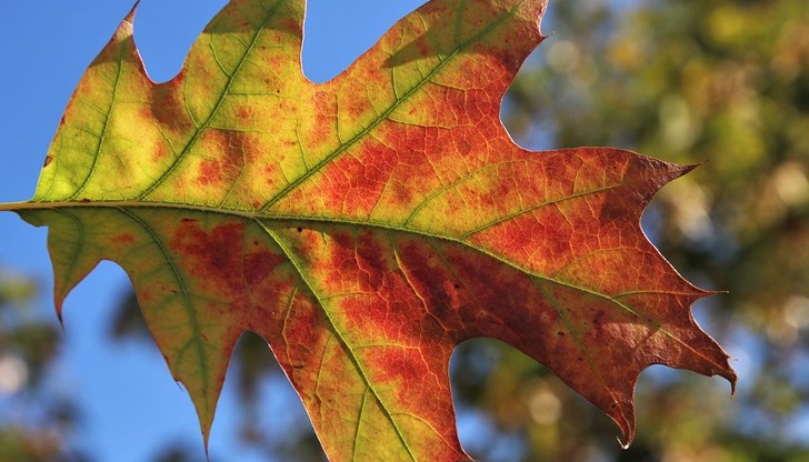 В Дунавската равнина ще духа слаб западен вятър
