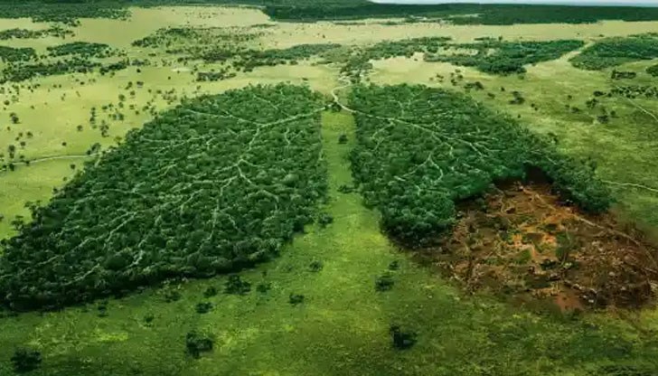 Повече от 100 световни лидери обещаха да прекратят обезлесяването и да възстановят го