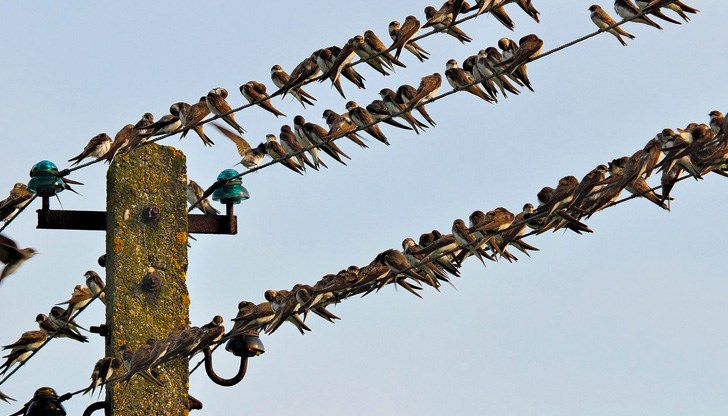 Североизточна България, където дружеството оперира, се характеризира с множество видове прелетни и непрелетни птици Североизточна България, където дружеството оперира, се характеризира с множество видове прелетни и непрелетни птици