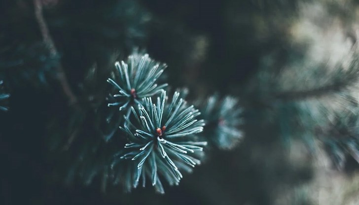 Отделно се разрешава продажбата на скара и пелин пред заведенията за хранене и развлечения Отделно се разрешава продажбата на скара и пелин пред заведенията за хранене и развлечения