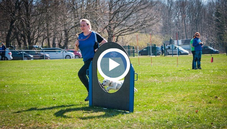 На колко команди могат да се научат четириногите ни приятели