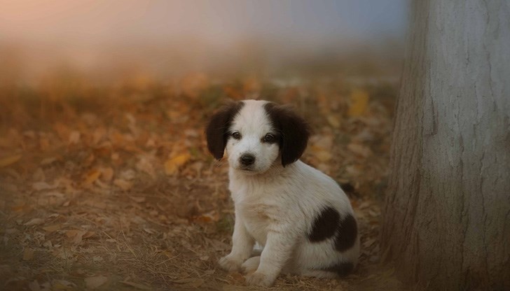 Наредбата е качена за обществено обсъждане на сайта на Общински съвет-Русе