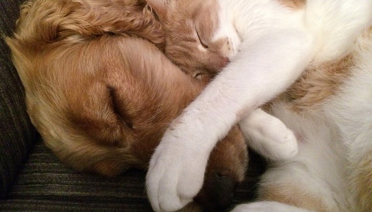 Лекарят посочи начин за диагностициране на инфекция при котка или куче Лекарят посочи начин за диагностициране на инфекция при котка или куче