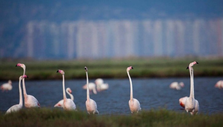 Розовото фламинго трайно се засели край Бургас