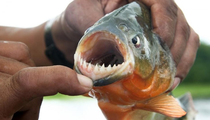 Двамата оцелели съобщиха за инцидента на пожарникарите, които скоро открили тялото на четири метра от брега