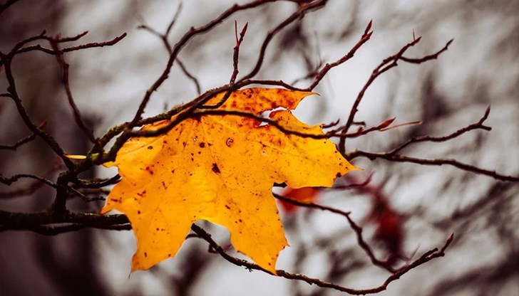 Максималните температури ще са предимно между 7° и 12°, по-ниски в районите с трайна мъгла Максималните температури ще са предимно между 7° и 12°, по-ниски в районите с трайна мъгла