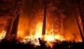 Пожарите в Сибир, САЩ и Турция са произвели рекордни въглеродни емисии