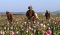 Производството на опиум в Афганистан процъфтява и при талибаните