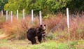 Набезите на мечки ни костват 223 хиляди лева тази година