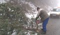 Паднали дървета затвориха прохода "Шипка"