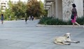 В Русе забраниха да се хранят бездомни животни в близост до детски, учебни и лечебни заведения