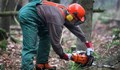 Дърво затисна и уби дървосекач в Софийско