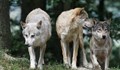 Глутница вълци опитали да избягат от зоопарк във Франция