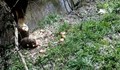 Откритите бобри в Русенско живеят в един от притоците на Русенски Лом