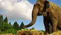 Почина Артайда - единственият слон в Софийския зоопарк