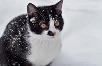 Не купувайте скъпи животни от развъдници, за да ги подарите на детето си за Коледа!