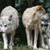 Глутница вълци опитали да избягат от зоопарк във Франция