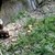 Откритите бобри в Русенско живеят в един от притоците на Русенски Лом